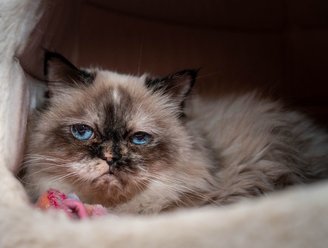 Sapphire, an adoptable Himalayan in North Haven, CT, 06473 | Photo Image 2