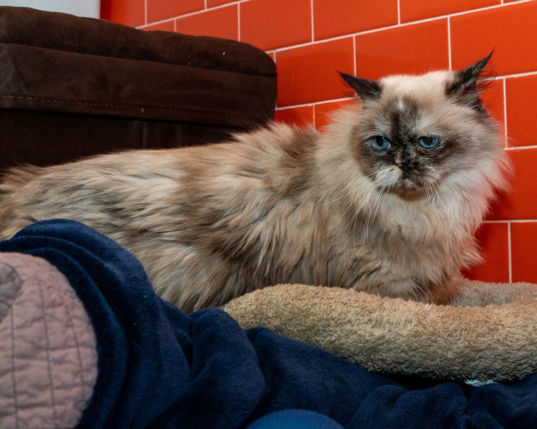 Sapphire, an adoptable Himalayan in North Haven, CT, 06473 | Photo Image 3