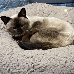 Aslana Siamese Cat