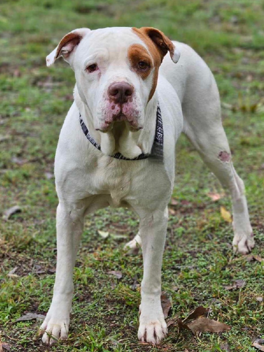 Future, an adoptable Pit Bull Terrier in Arlee, MT, 59821 | Photo Image 3