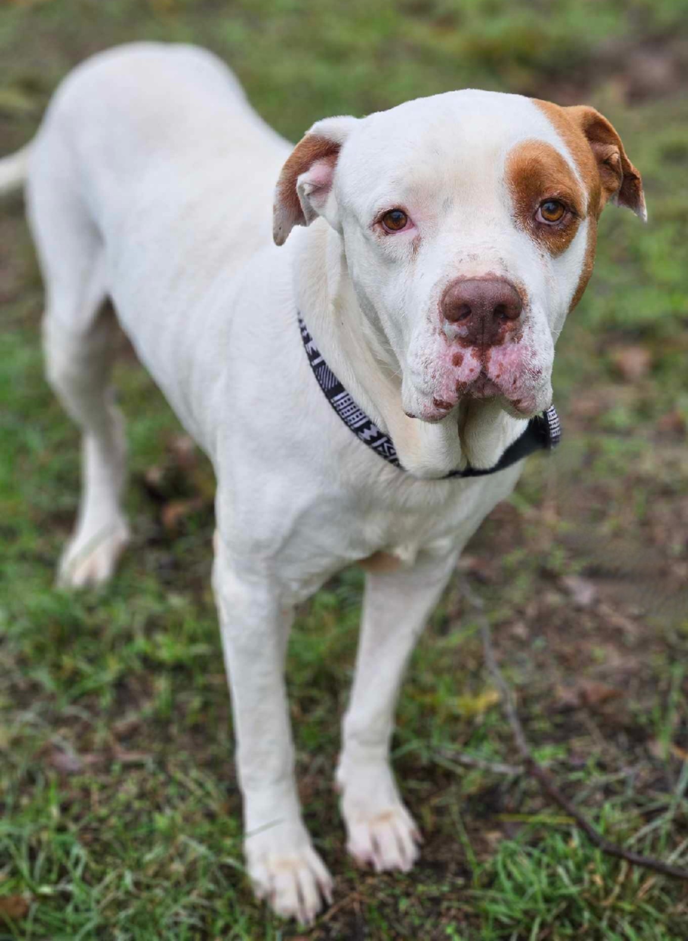 Future, an adoptable Pit Bull Terrier in Arlee, MT, 59821 | Photo Image 4