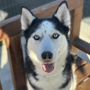 Make some noise for Raven Raven is a sweet playful and well-behaved young Husky mix She came to 