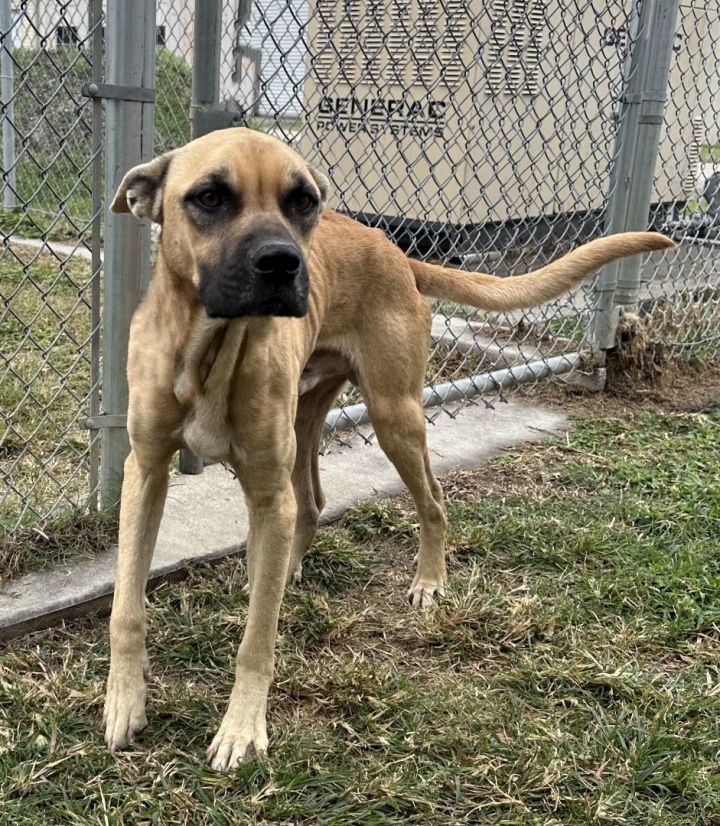 Dodge, an adoptable Black Mouth Cur Mix in Beaumont, TX_image-1