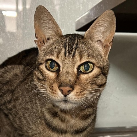 WILLIS, an adoptable Bengal in Point Richmond, CA_image-1