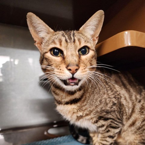 WILLIS, an adoptable Bengal in Point Richmond, CA_image-6