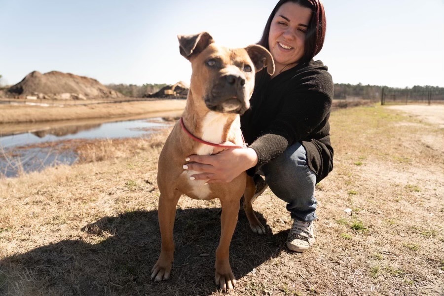 H502, an adoptable Terrier in Mullins, SC, 29574 | Photo Image 1