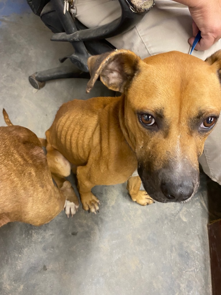 H502, an adoptable Terrier in Mullins, SC, 29574 | Photo Image 4