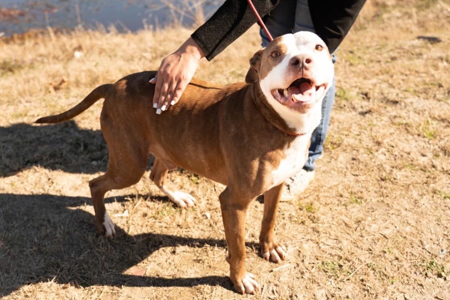 H503, an adoptable Terrier in Mullins, SC, 29574 | Photo Image 1