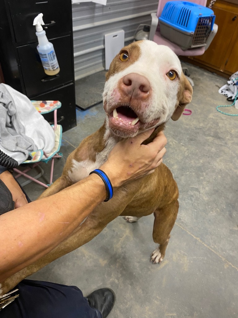 H503, an adoptable Terrier in Mullins, SC, 29574 | Photo Image 2