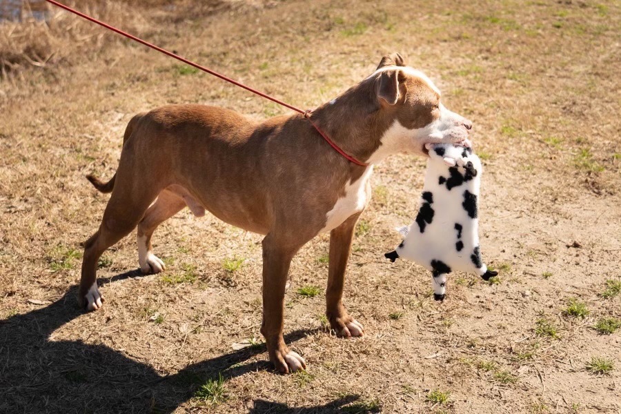 H503, an adoptable Terrier in Mullins, SC, 29574 | Photo Image 3