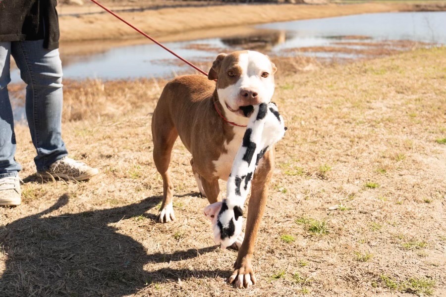 H503, an adoptable Terrier in Mullins, SC, 29574 | Photo Image 4