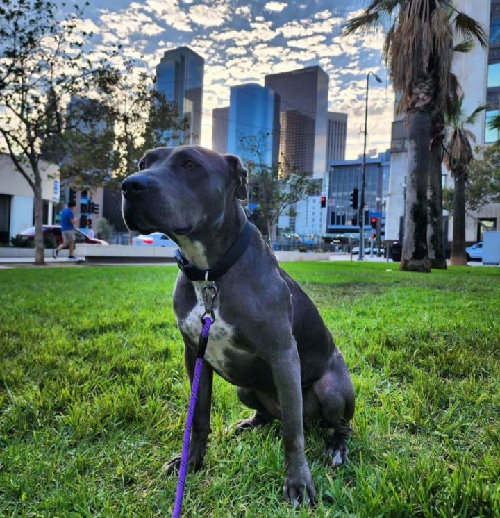 Penny, an adopted Staffordshire Bull Terrier & American Staffordshire Terrier Mix in Los angeles, CA_image-2