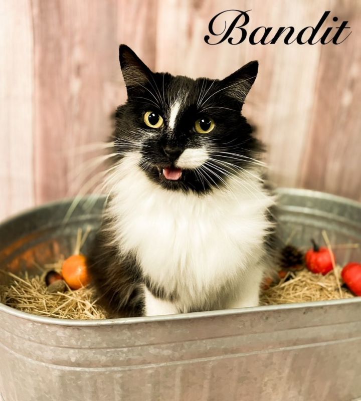 Bandit, an adopted Domestic Long Hair in Comfort, TX_image-1