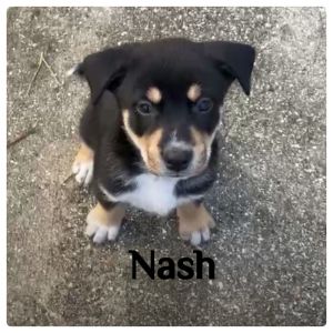 Nash *