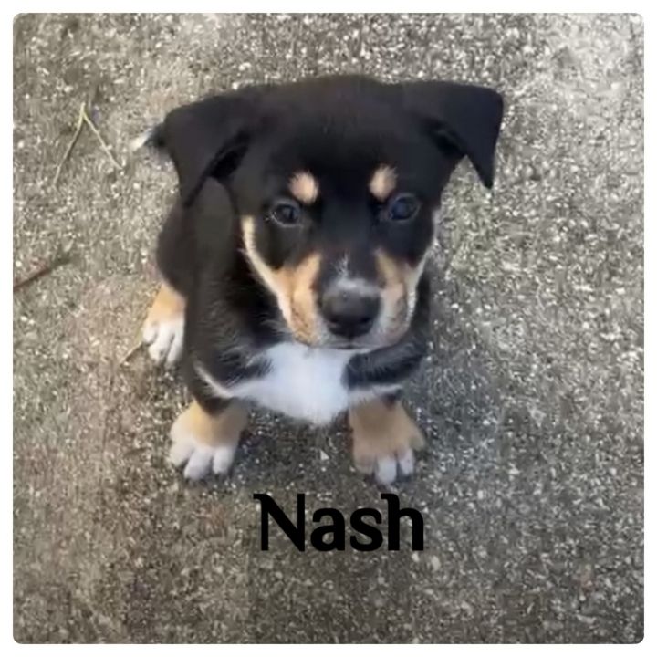 Nash * 1