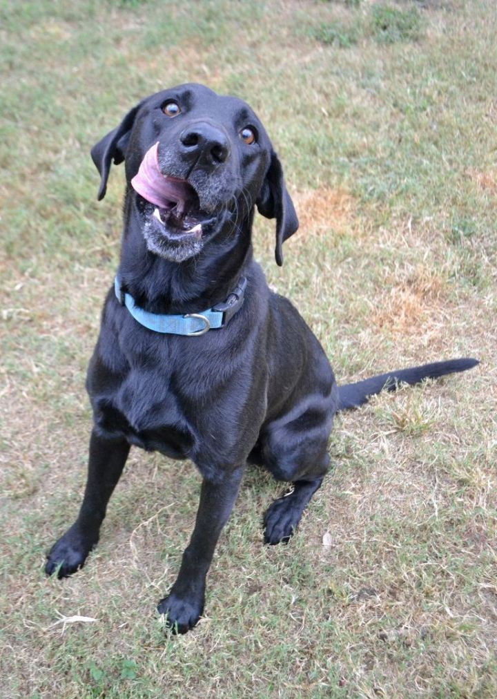 Ted, an adoptable Labrador Retriever Mix in Beaumont, TX_image-2