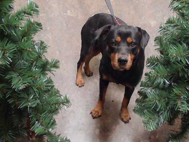 BRAUN, an adoptable Rottweiler in Tulsa, OK_image-1