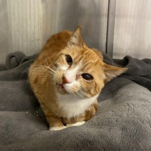 Greetings potential adopters Im Orangethorpe a charismatic cat with a coat a