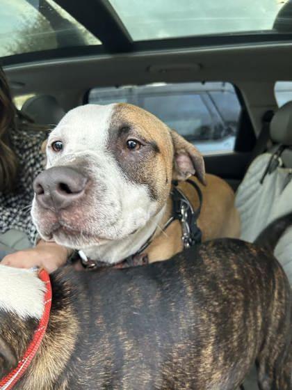 Ollie -IN FOSTER