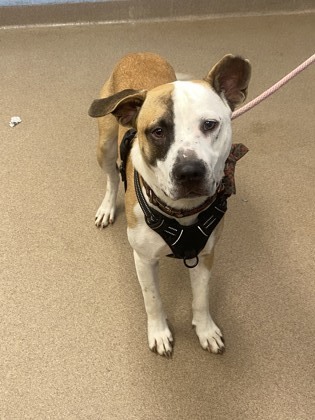 Ollie -IN FOSTER 2