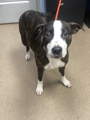 Roxie -IN FOSTER
