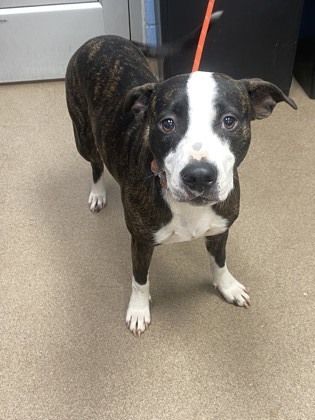 Roxie -IN FOSTER 1