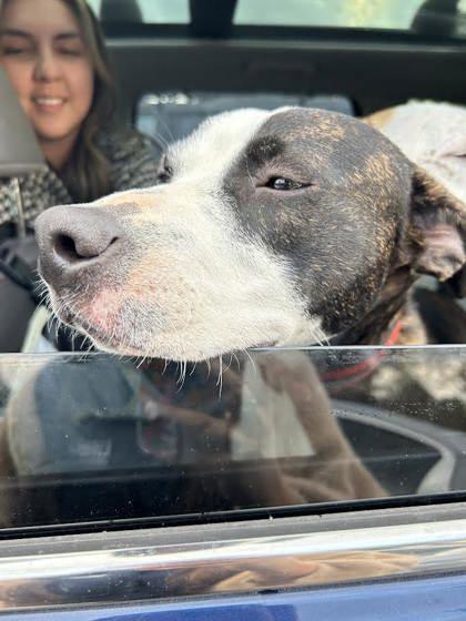 Roxie -IN FOSTER 2