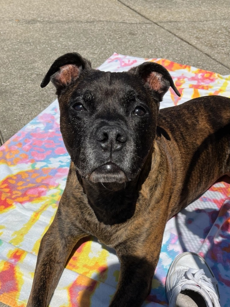 Chicken-pending adoption-Foster Home, an adoptable Boxer, Mixed Breed in South Bend, IN, 46614 | Photo Image 1