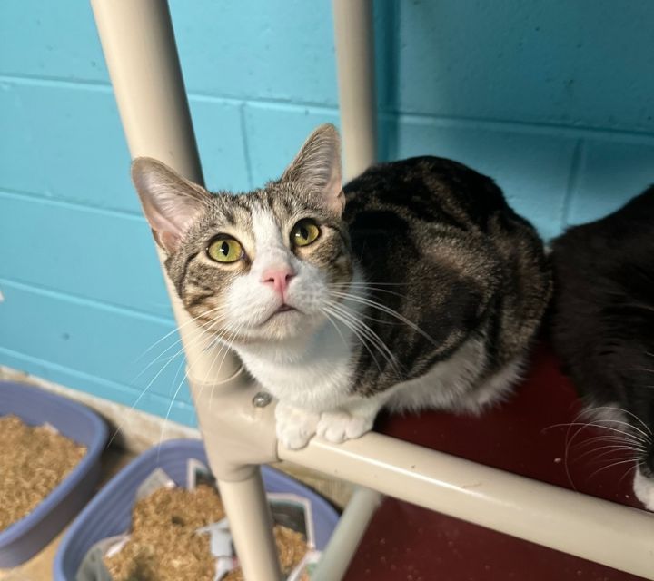 Wiggly, an adoptable Domestic Short Hair in Milledgeville, GA_image-1