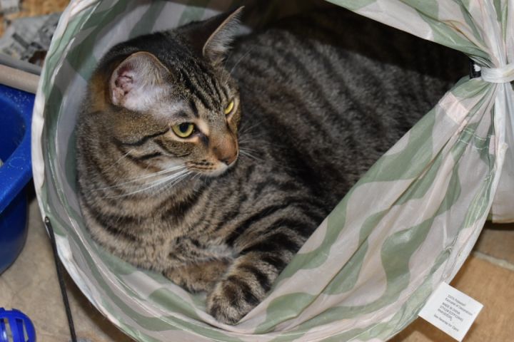 Jamison, an adoptable Domestic Short Hair in Milledgeville, GA_image-2