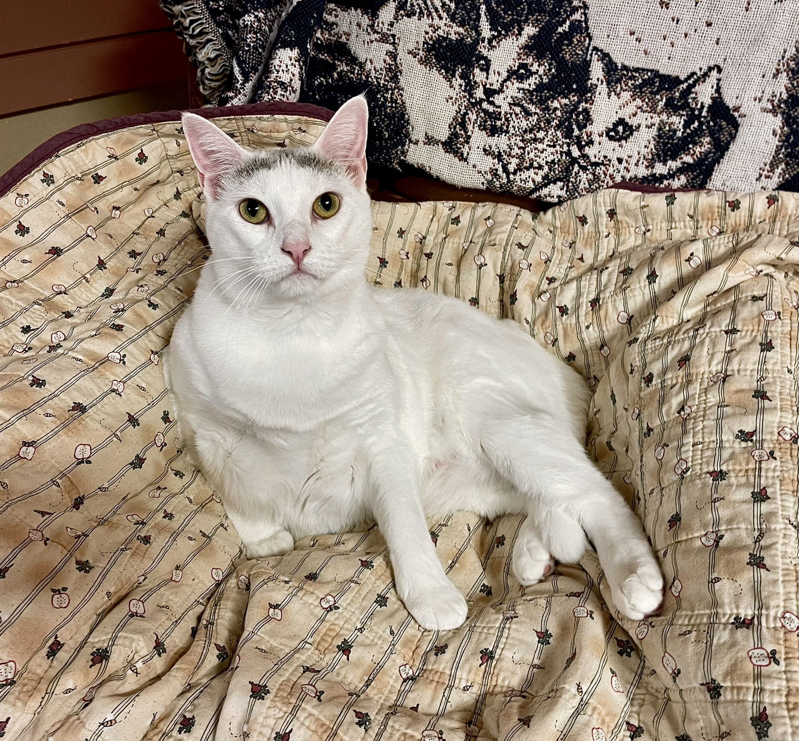 Cotton, an adoptable Domestic Short Hair in Texarkana, TX, 75503 | Photo Image 1