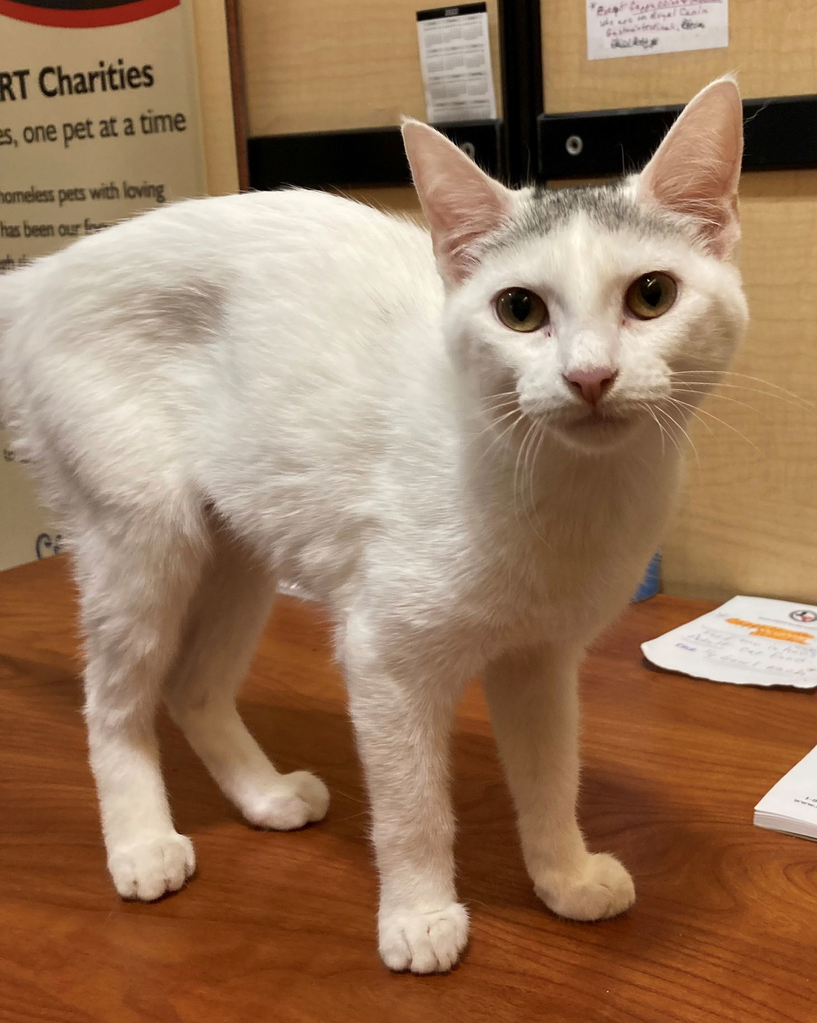 Cotton, an adoptable Domestic Short Hair in Texarkana, TX, 75503 | Photo Image 3