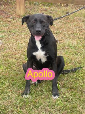 Apollo