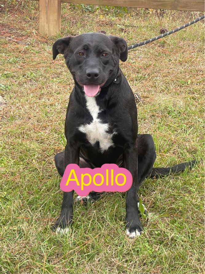 Apollo