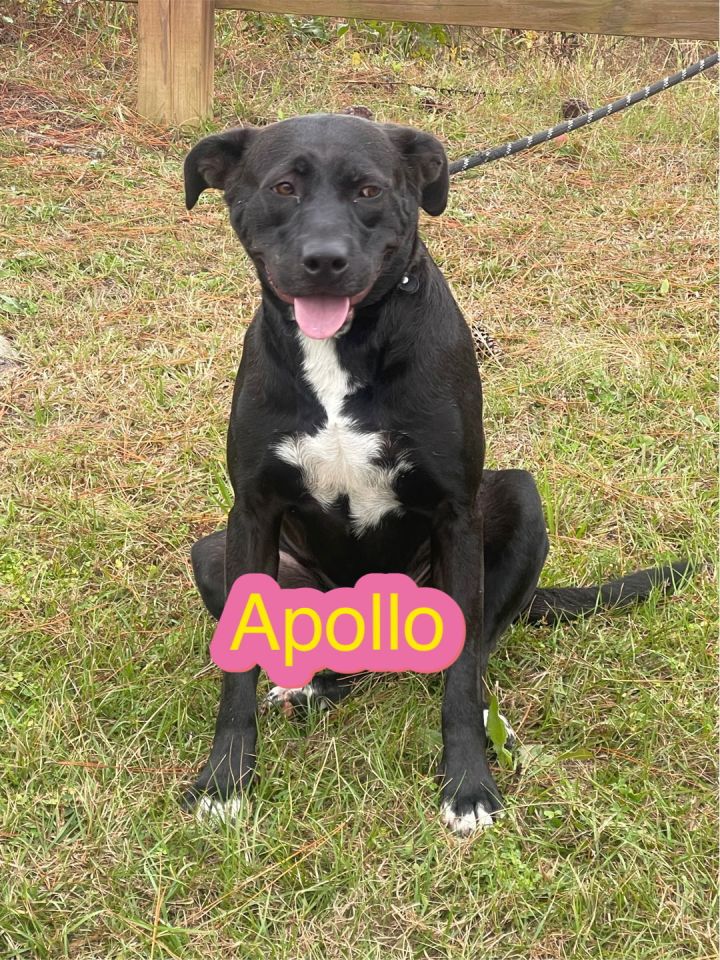 Apollo 1