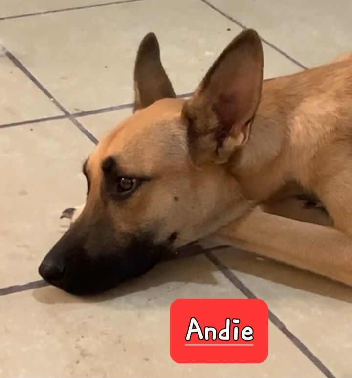 Andee (Courtesy Listing)