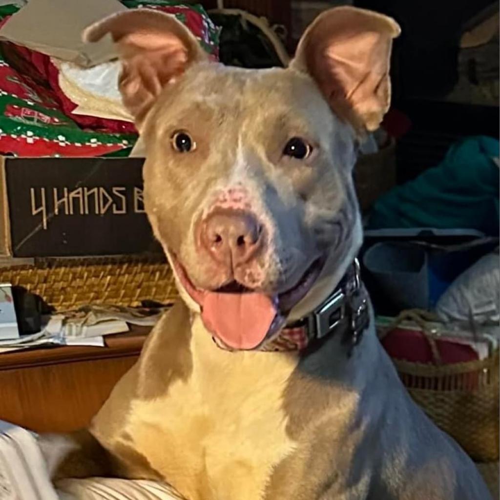 Tunisia, an adoptable Terrier in St. Louis, MO, 63103 | Photo Image 1