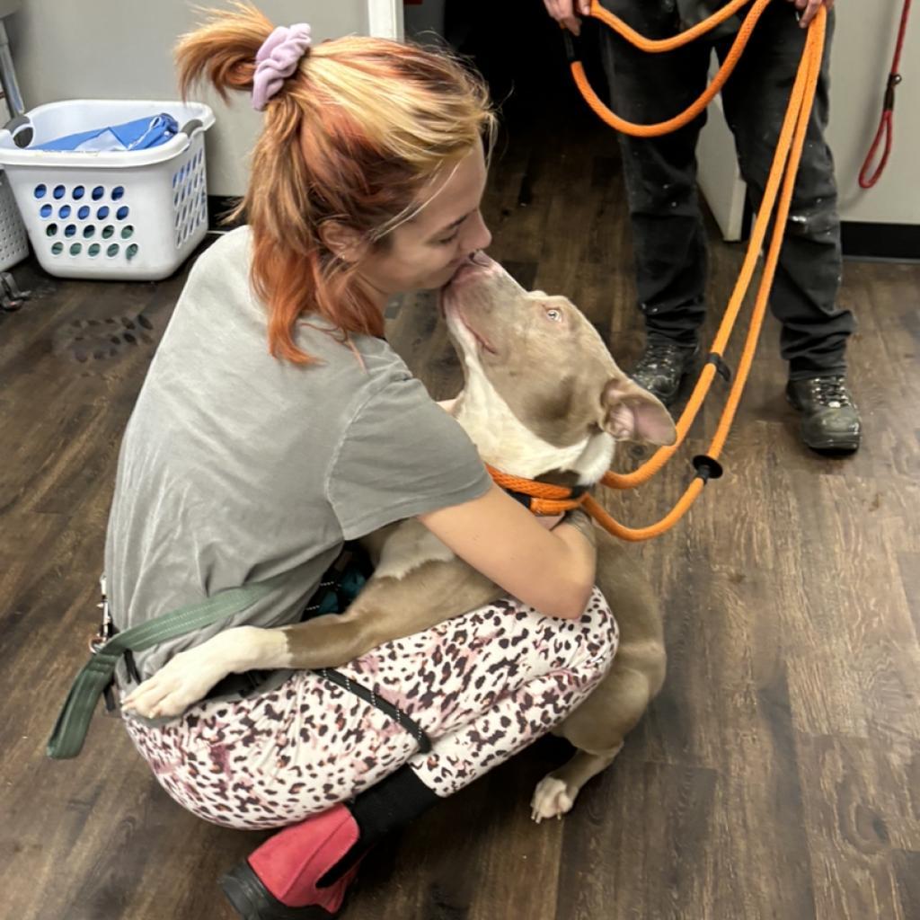 Tunisia, an adoptable Terrier in St. Louis, MO, 63103 | Photo Image 3