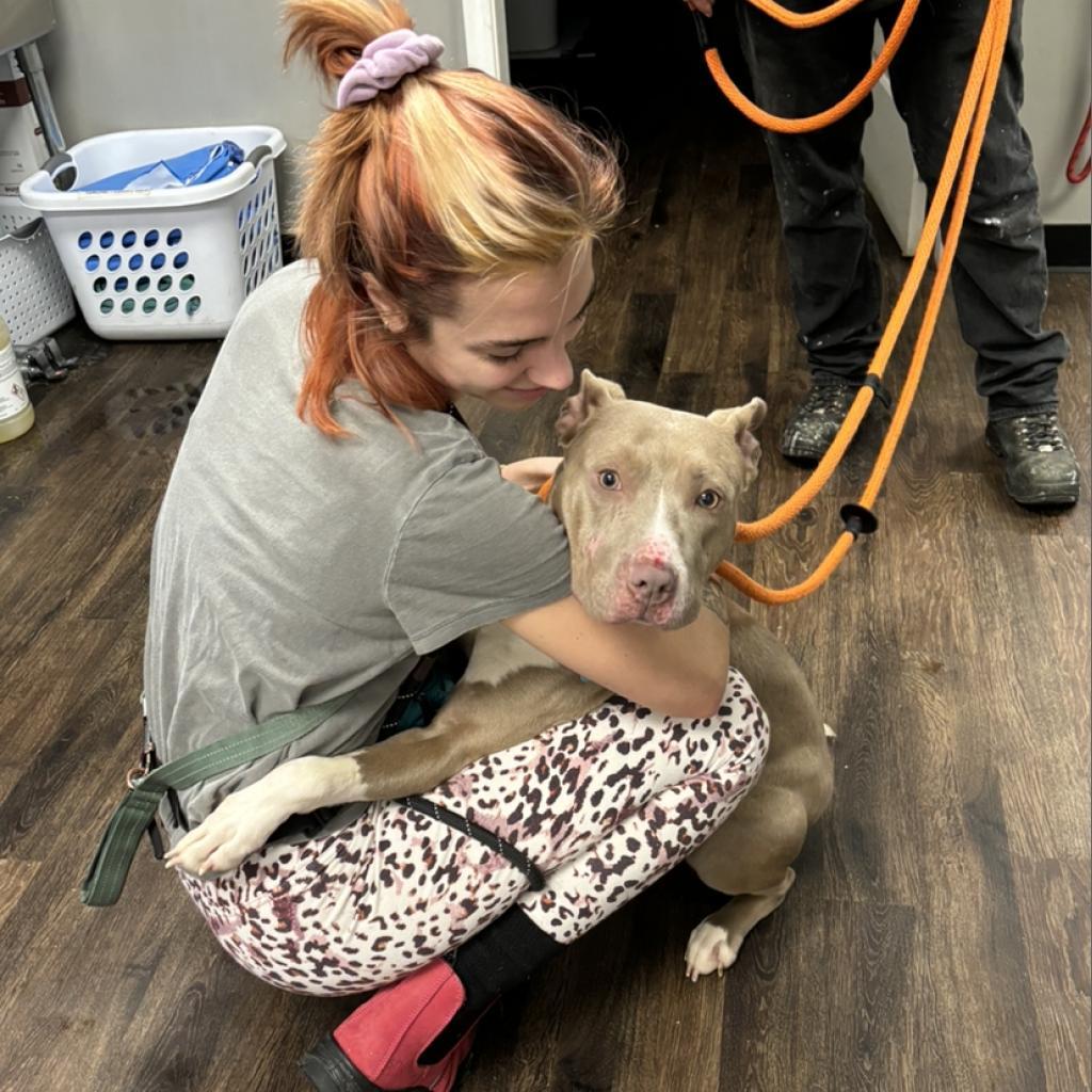 Tunisia, an adoptable Terrier in St. Louis, MO, 63103 | Photo Image 4