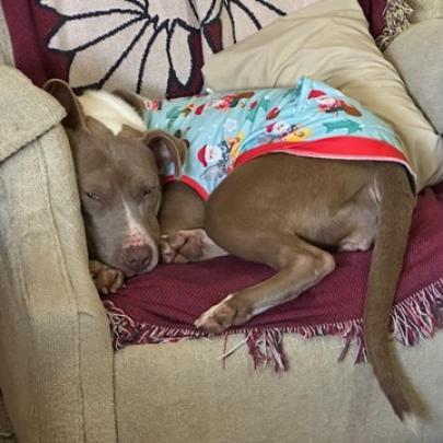 Tunisia, an adoptable Terrier in St. Louis, MO, 63103 | Photo Image 5