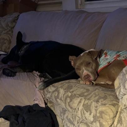 Tunisia, an adoptable Terrier in St. Louis, MO, 63103 | Photo Image 6