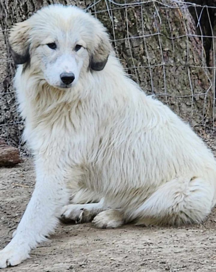 Maremma best sale sheepdog mix