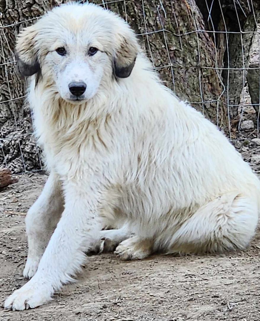 Great pyrenees hot sale and maremma