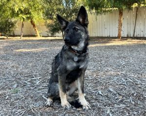 Blue merle german shepherd for clearance sale