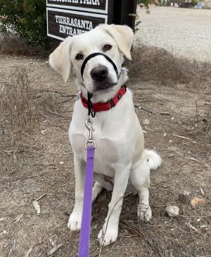 Bailee Labrador Retriever Dog