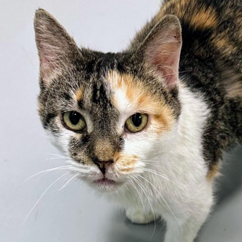 Beatrix, an adoptable Domestic Short Hair in Sheridan, WY, 82801 | Photo Image 1