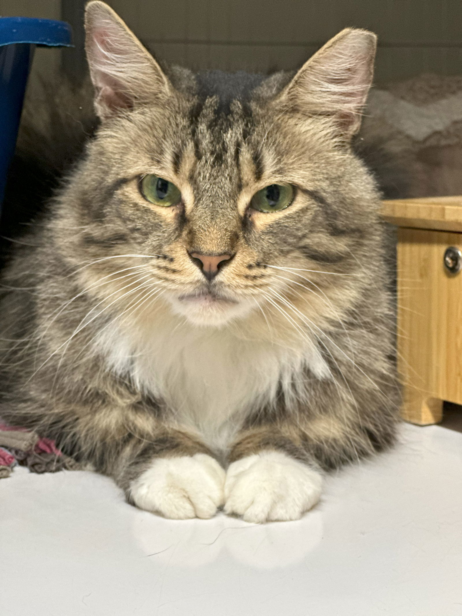 Bourbon (bonded to Prince), an adoptable Domestic Long Hair in Chandler, AZ, 85244 | Photo Image 1