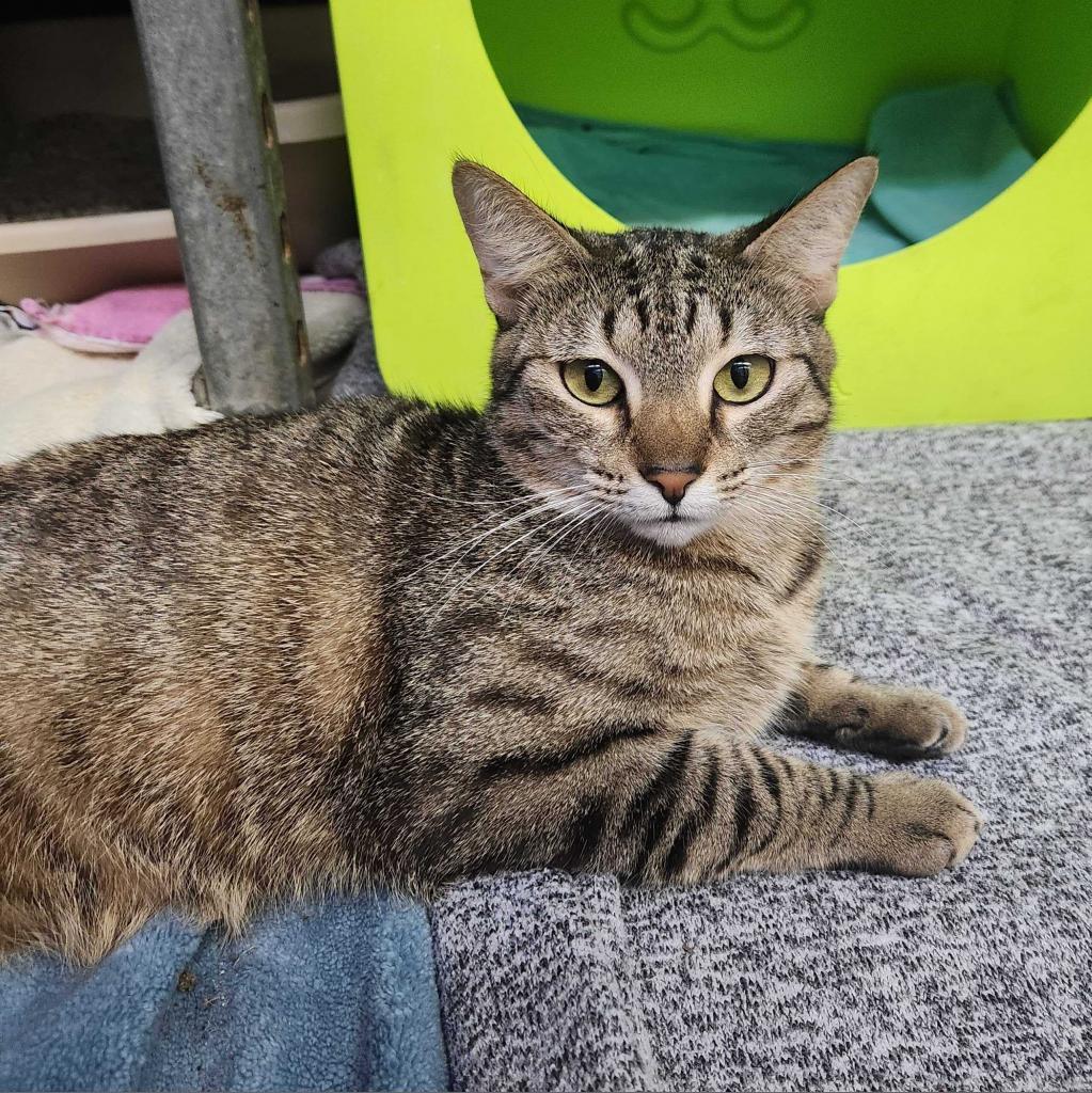 Peas N Carrots, an adoptable Domestic Short Hair in Austin, TX, 78704 | Photo Image 4