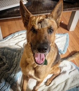 Shenandoah Shepherd Rescue - e9ybtmw