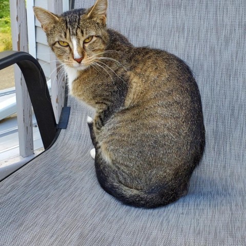 Viola, an adoptable Domestic Short Hair in Rochester, MN, 55903 | Photo Image 3